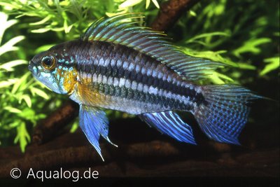 Apistogramma Bitaeniata