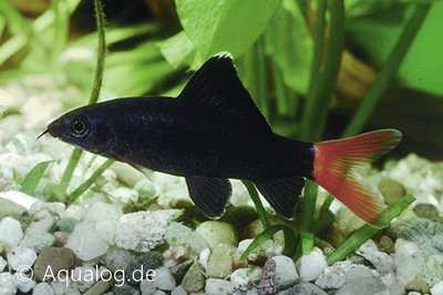 Epalzeorhynchos (Labeo) Bicolor - Vuurstaart Labeo Ml