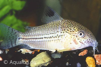 Corydoras Julii/Trilineatus - Luipaardbodemkuiser