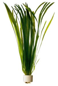 VALLISNERIA SPIRALIS