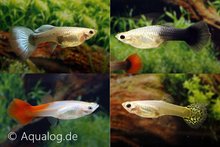 poecilia reticulata -guppy vrouw mix ML