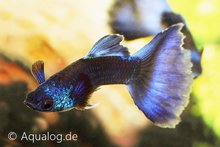 Poecilia reticulata - Moscow blue guppy man