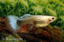 Poecilia reticulata - Guppy vrouw neonblauw