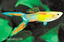 poecilia reticulata -guppy man zwaluwstaart geel ML