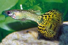 Poecilia reticulata - Cobra groen guppy man