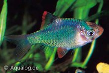 Barbus Tetrazona Green - Groene Sumatraan