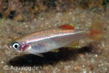 Tanichthys Albonubes - Chinese Danio