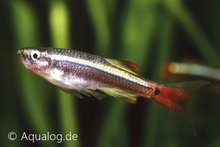 Tanichthys Albonubes - Sluier Chinese Danio