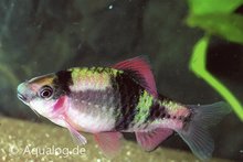 Barbus Melanamphyx (Fasciatus) - Puntius Fasciatus