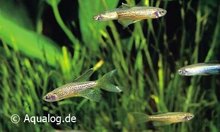 Brachydanio frankei - Sluier luipaarddanio