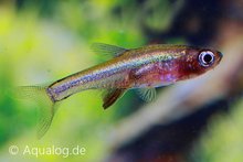 Sundadanio Axelrodi - Blauwe Axelrod'S Rasbora