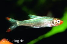 Sawbwa Resplendens