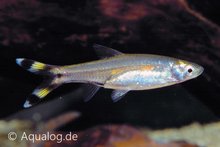 Rasbora Trilineata - Schaarvisje