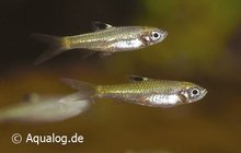 Rasbora Dorsiocellata - Groenoog Rasbora