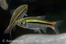 Rasbora borapetensis - Roodstaartrasbora