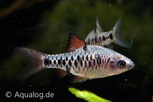 Puntius Oligolepis - Sumatra Barbeel