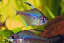 Hyphessobrycon socolofi - Braziliaanse bloedvlektetra