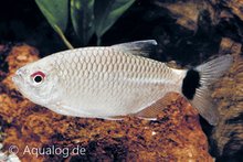 Moenkhausia sanctaefilomenae - Roodoogzalm