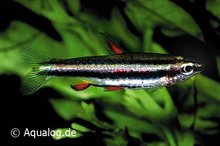 Nannostomus marginatus - Dwergpotloodvisje