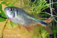 Hemigrammus caudovittatus - Ruitenvlekzalm