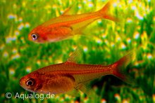 Hyphessobrycon amandae - Vuurtetra