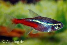 Paracheirodon Innesi M - Neon Tetra