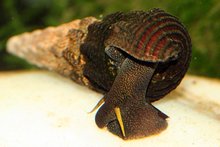 Tylomenia sp. - Sulawesi slak