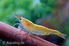 Neocaridina davidi - 'yellow fire' dwerggarnaal - PROMO