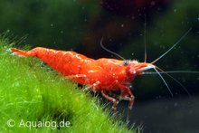Neocaridina davidi - 'Sakura' dwerggarnaal