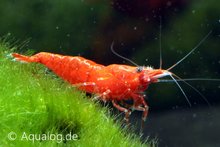 Neocaridina Davidi - 'Sakura' Dwerggarnaal