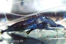 Neocaridina Davidi - 'Blue Sakura' Dwerggarnaal