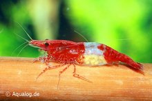 Neocaridina Davidi 'Red Rilli' Dwerggarnaal