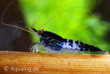 Neocaridina Davidi - 'Carbon Blue' Dwerggarnaal