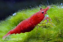 Neocaridina Davidi - Vuurgarnaal