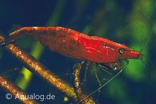 Neocaridina Davidi - 'Cherry' Dwerggarnaal