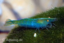 Caridina Cf. Babaulty