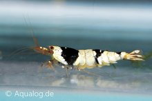 Caridina Cf. Cantonensis