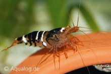 Caridina Cf. Cantonensis