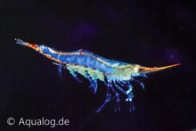 Caridina gracilirostris - Pinokkio garnaal