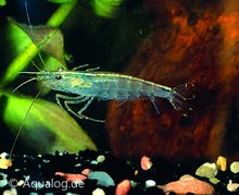 Caridina Multidentata - Japonica Garnaal (Amano) M