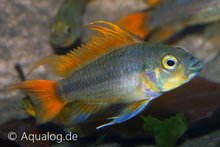 Apistogramma Cacatuoides - Oranje Kakadu Dwergcichlide