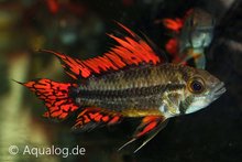 Apistogramma Cacatuoides - Dubbel Rode Kakadu Dwergcichlide