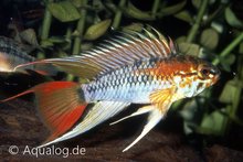 Apistogramma Viejita Ii  Rood