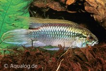 Apistogramma Agassizii Fire Red - Vuurrode Agassizi Dwergcichlide