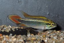Apistogramma Agassizii - Agassizi's dubbelrode Dwergcichlide