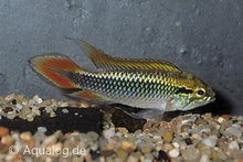 Apistogramma Agassizii - Agassizi'S Dubbelrode Dwergcichlide