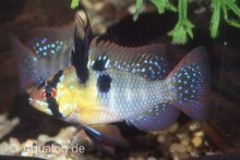 Mikrogeophagus Ramirezi L  - Antennebaarsje