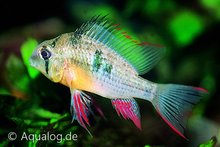 Mikrogeophagus Altispinosa - Bolivian Ram