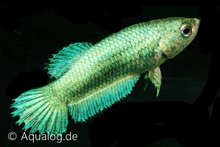 Betta Splendens - Kempvis Vrouwtje