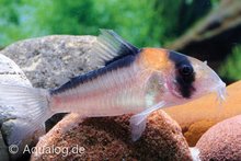 corydoras adolfoi